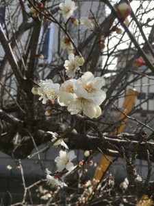 ume